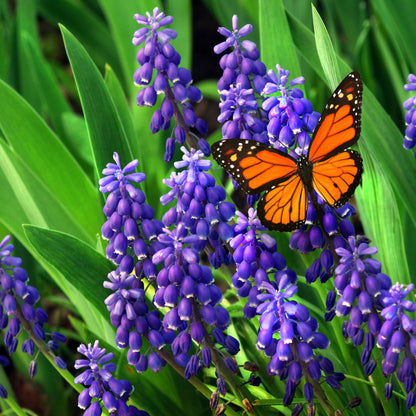 Muscari Bulbs  - Blue Blends (40 bulbs) by Jamieson Brothers