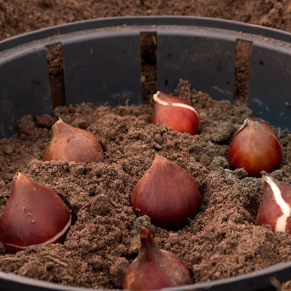 Double Mixed Tulip Bulbs