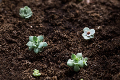 Cacti & Succulent Potting Compost Mix 35L By Jamieson Brothers