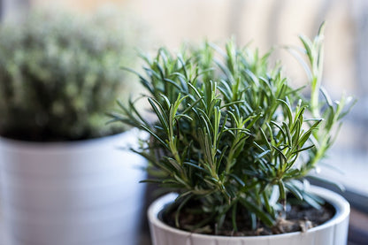 Rosemary Herb Seeds