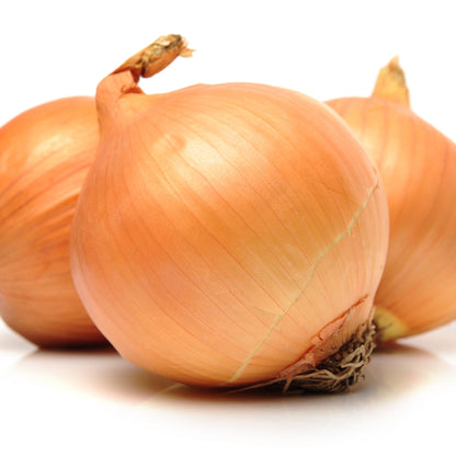 Radar Winter Onion Sets