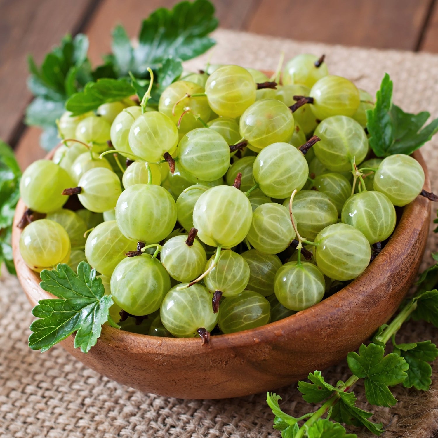 Gooseberry - Bare Root Fruit Bush