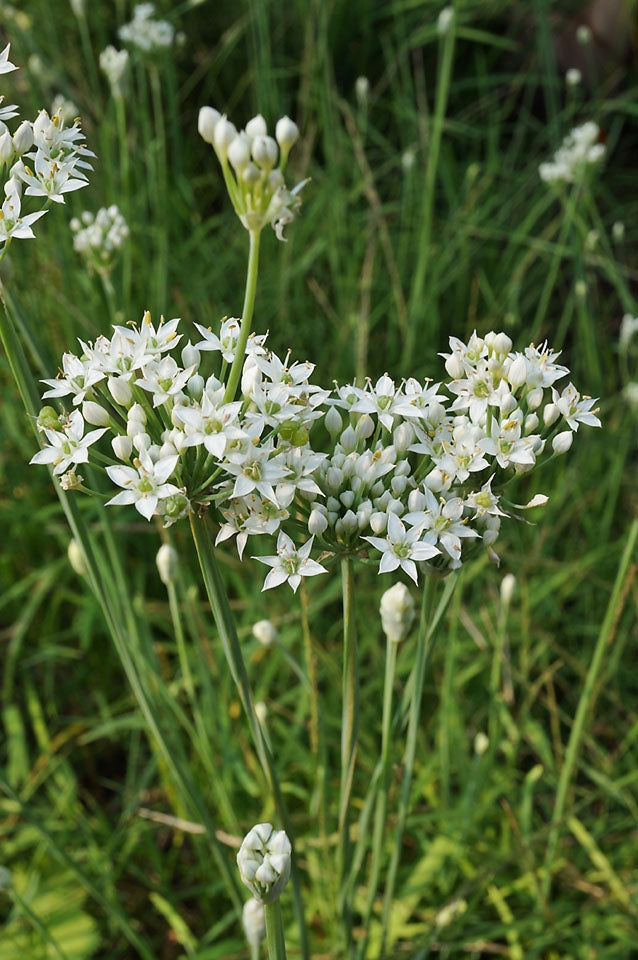Garlic Chives Herb Seeds