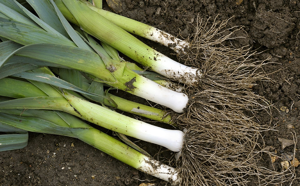 Leek Musselburgh Vegetable Seeds