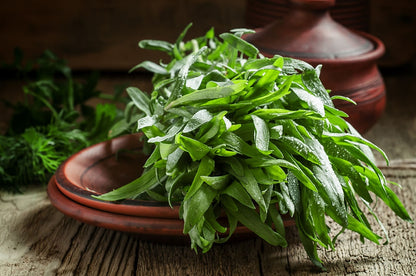Tarragon (Russian) Herb Seeds