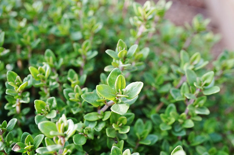 Thyme Herb Seeds