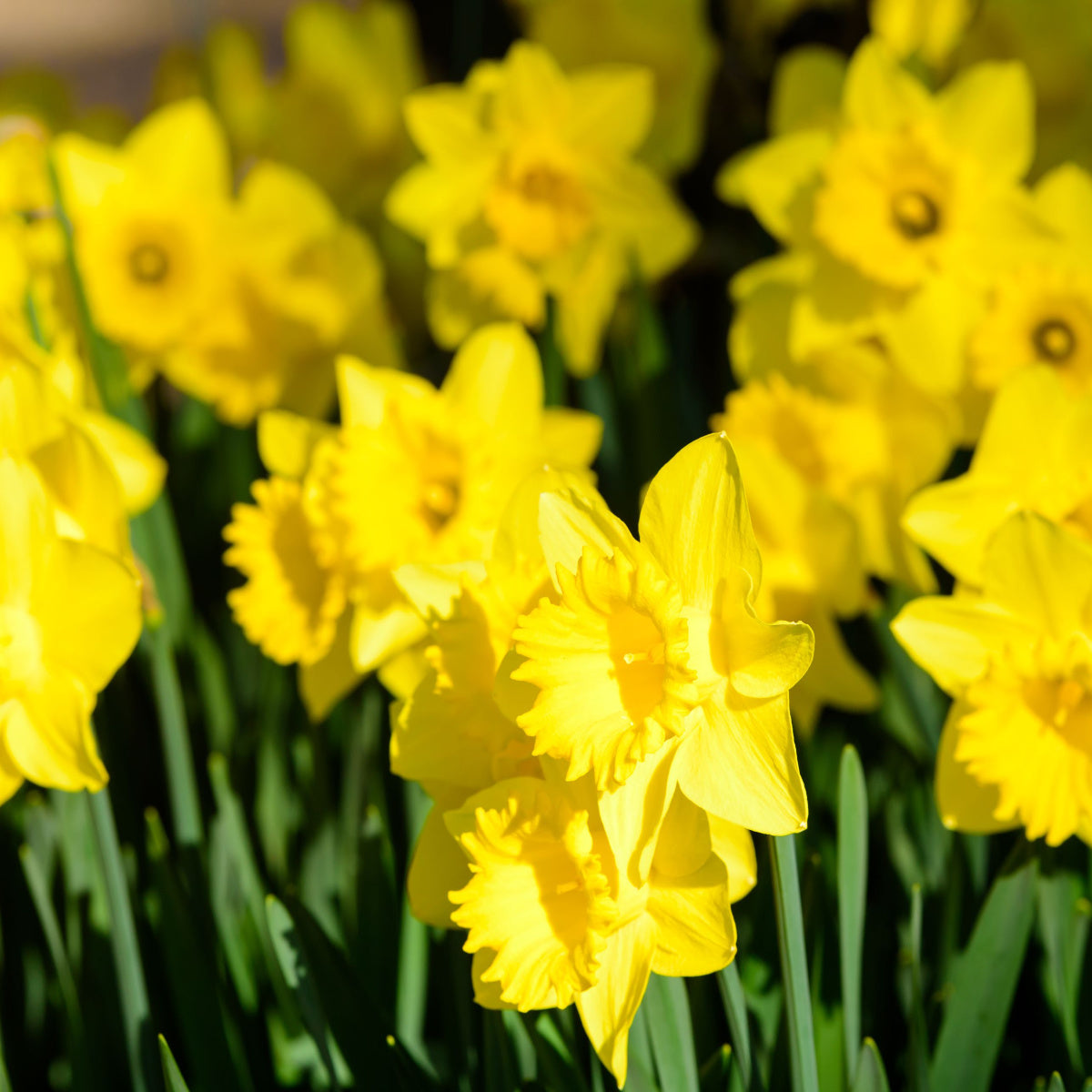 Yellow Trumpet Daffodil Bulbs by Jamieson Brothers