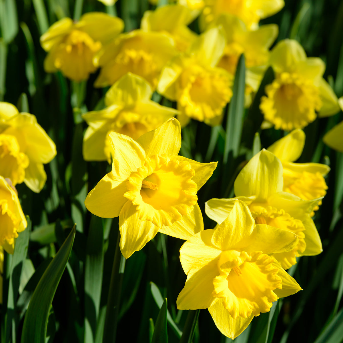 Yellow Trumpet Daffodil Bulbs by Jamieson Brothers