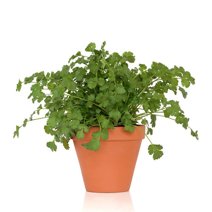 Coriander Herb Seeds