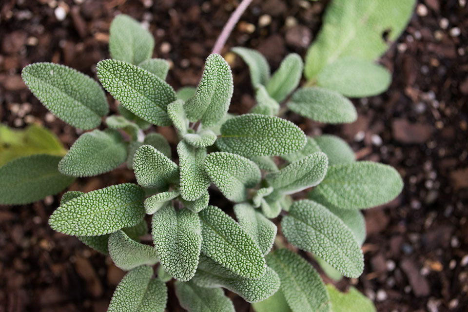 Sage Herb Seeds