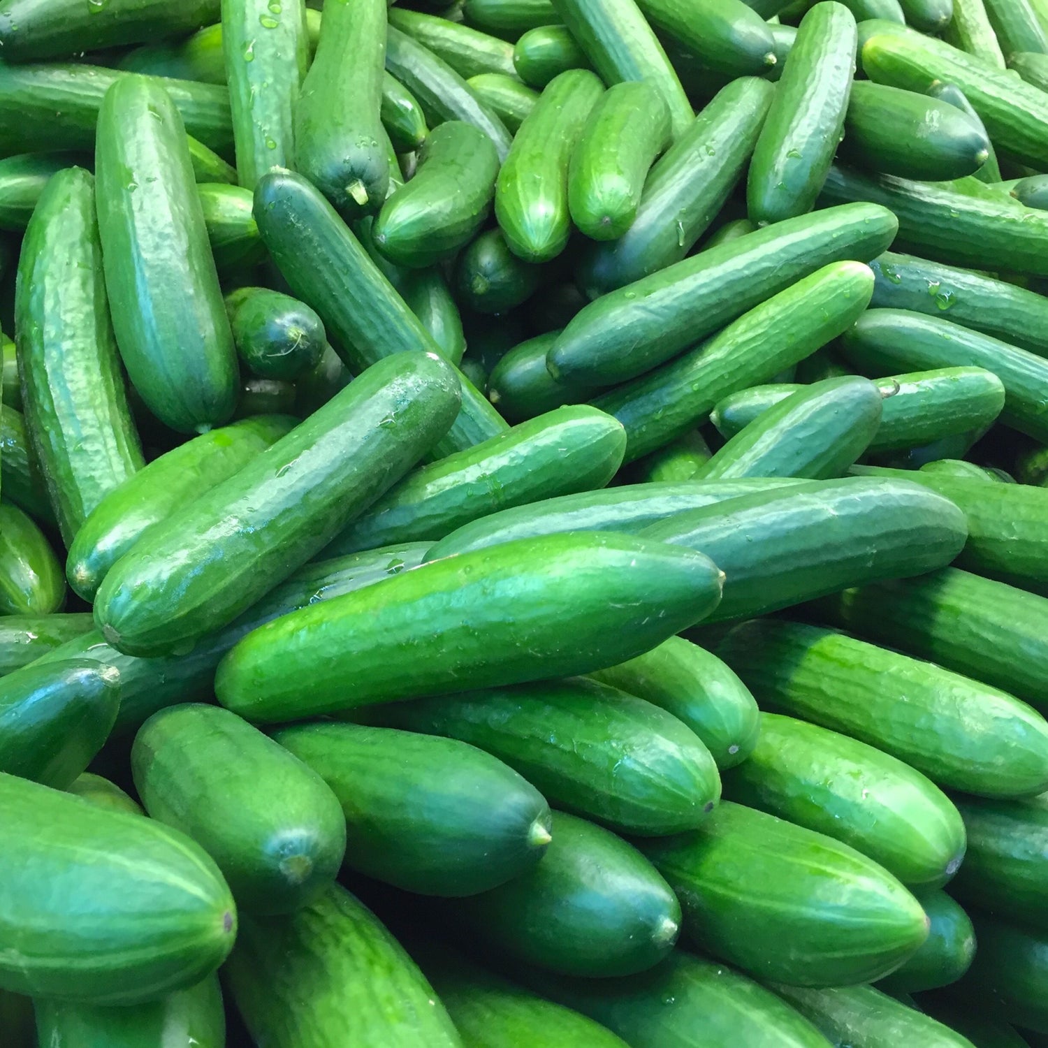 Cucumber Marketmore Vegetable Seeds