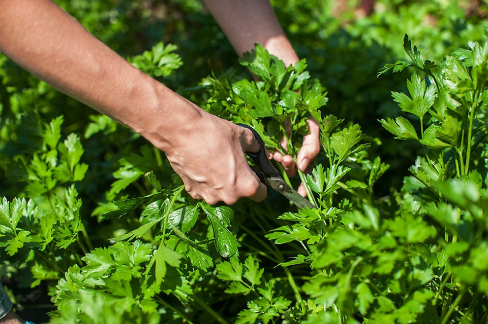 Parsley Plain Leaved Herb Seeds