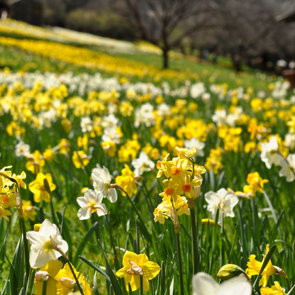 Mixed Daffodil Bulbs by Jamieson Brothers
