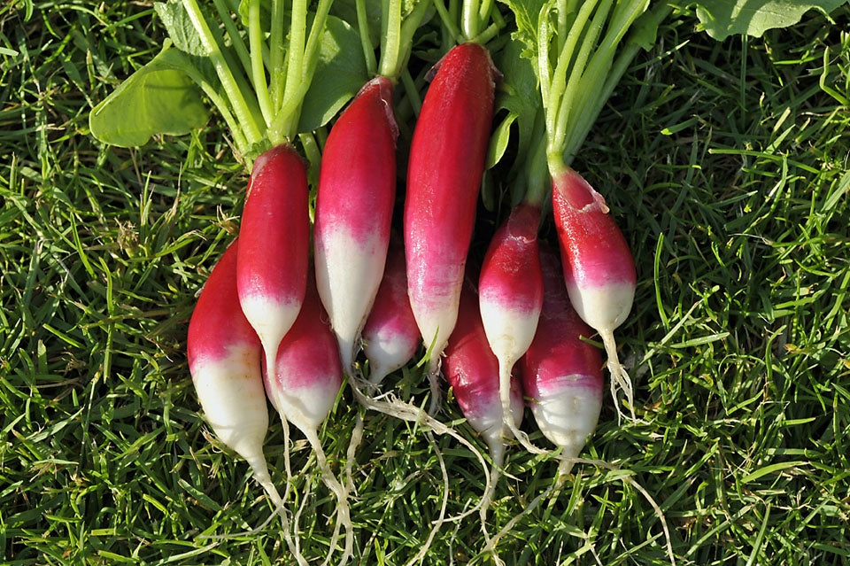 Radish French Breakfast Vegetable Seeds