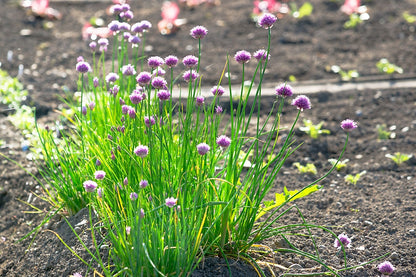 Chives Herb Seeds