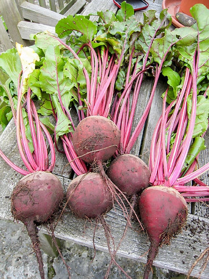 Beetroot Boltardy Seeds