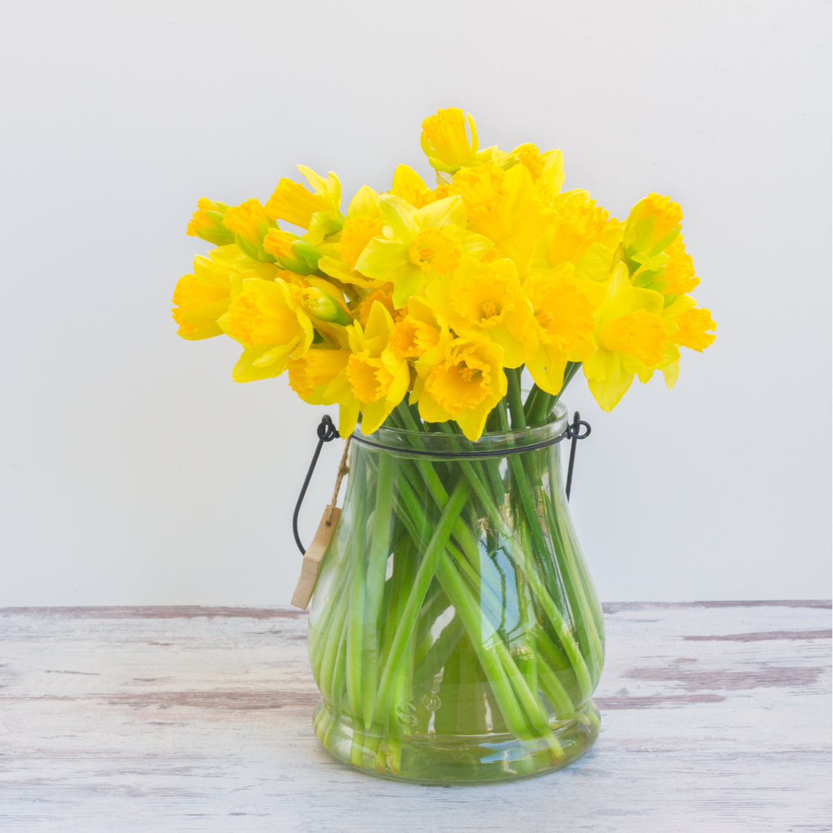 Yellow Trumpet Daffodil Bulbs by Jamieson Brothers