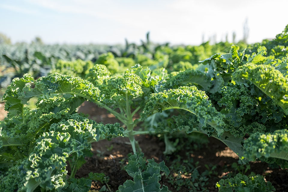 Curly Kale Blue Scotch Vegetable Seeds