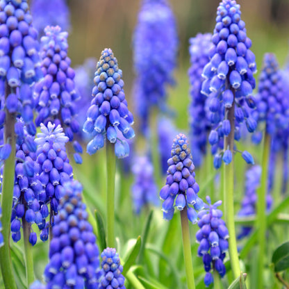 Muscari Bulbs  - Blue Blends (40 bulbs) by Jamieson Brothers