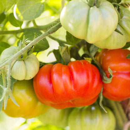 Tomato (Beef) Couer de Boeuf Vegetable Seeds