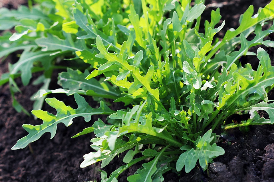 Rocket Wild Herb Seed