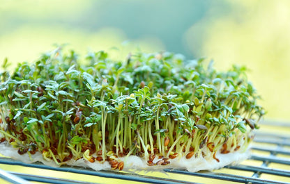 Cress Curled Herb Seeds