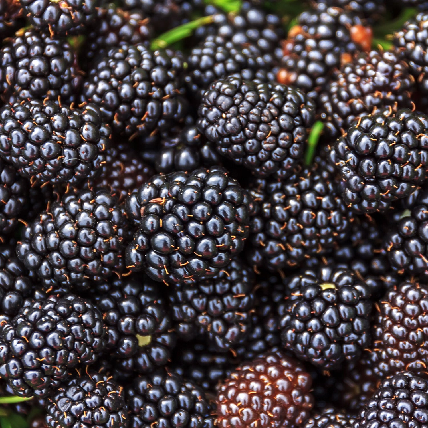 Blackberry Bare Root Fruit Bush