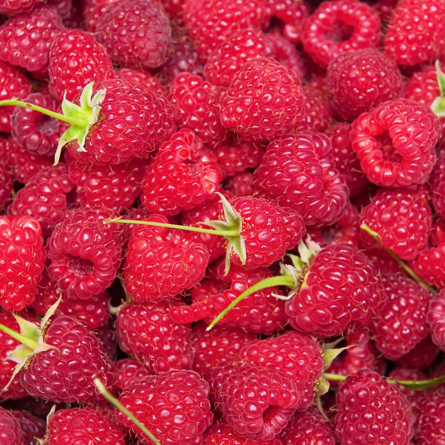 Raspberry - Bare Root Fruit Bush