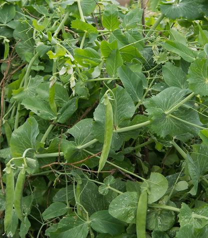 Pea Kelvedon Wonder Vegetable Seeds