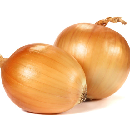 Senshyu Winter Onion Sets