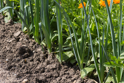 Onion Stuttgarter Riesen