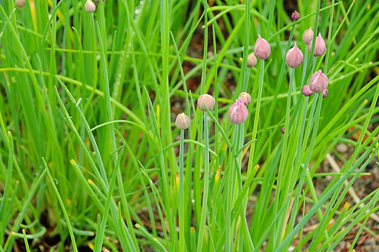 Chives Herb Seeds