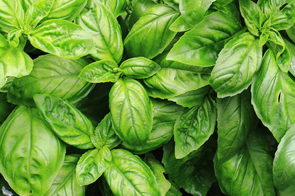 Sweet Basil Herb Seeds