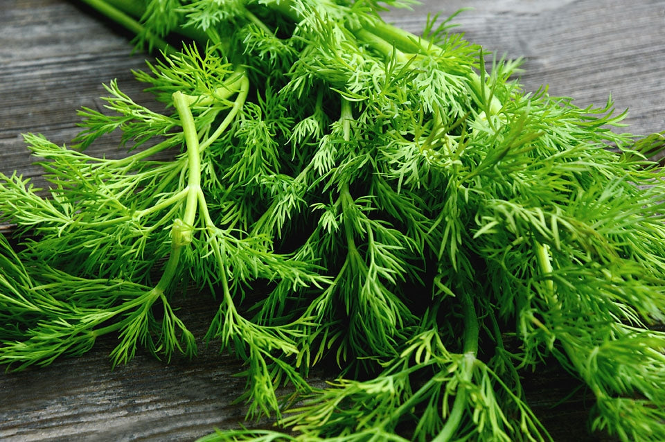 Dill Herb Seeds