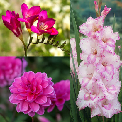 The Pink Bag (Dahlia Pinnata, Gladiolus Hortulanus, Freesia Hybrid) 20x Spring Planting Flower Bulbs