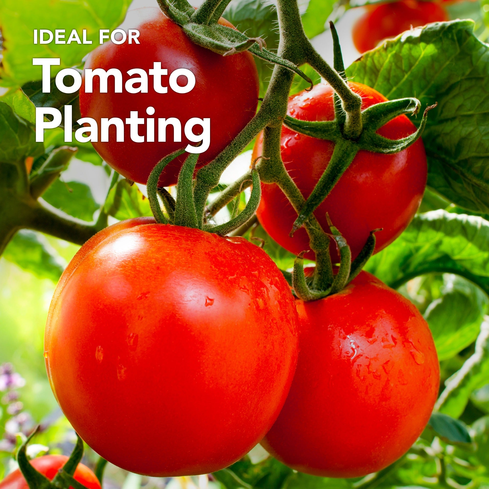 Peat-Free Tomato Compost with added John Innes 60L - 6 months feeding in this professional blend by Jamieson Brothers