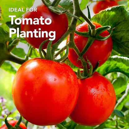 Peat-Free Tomato Compost with added John Innes 60L - 6 months feeding in this professional blend by Jamieson Brothers