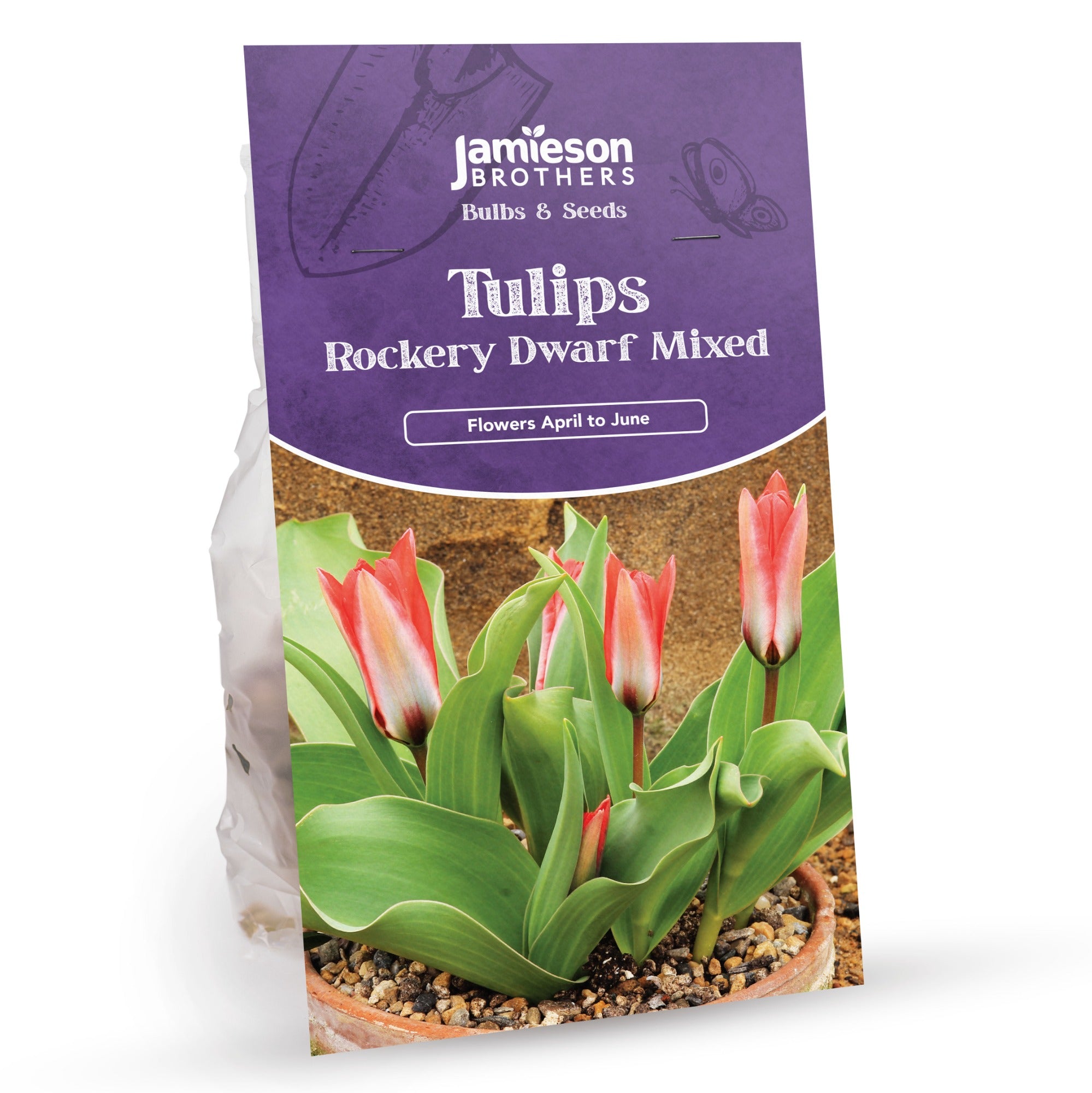 Mixed Rockery Dwarf Tulip Bulbs (16 bulbs) by Jamieson Brothers