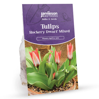 Mixed Rockery Dwarf Tulip Bulbs (16 bulbs) by Jamieson Brothers