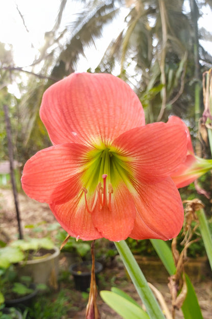 Hippeastrum/Amaryllis Vera Gift Box