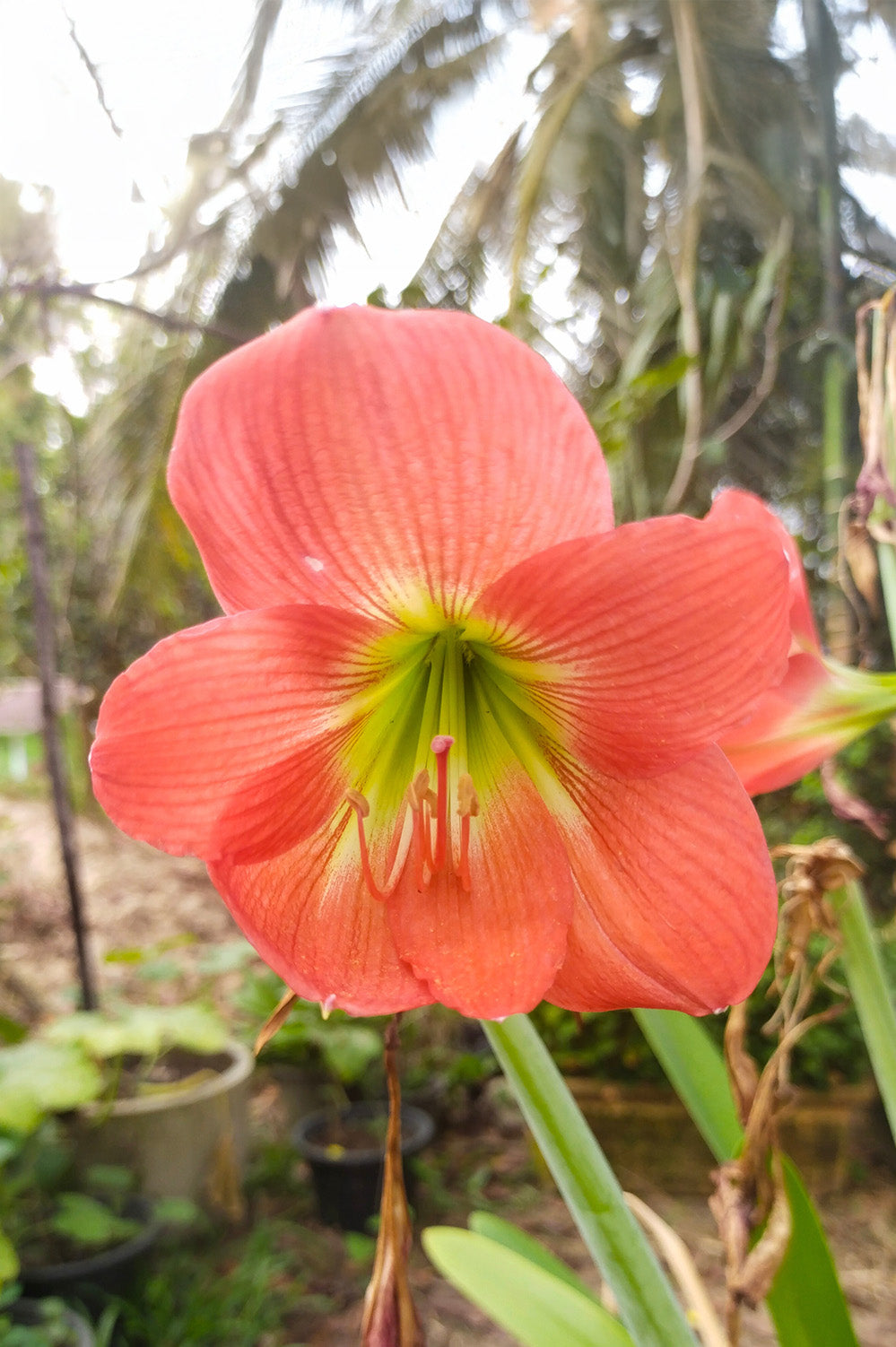 Hippeastrum/Amaryllis Vera Gift Box