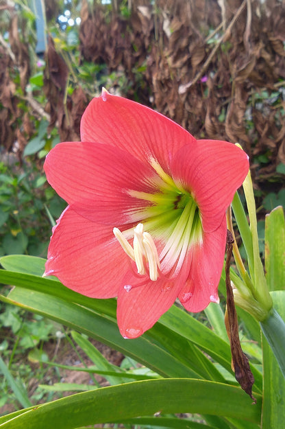Hippeastrum/Amaryllis Vera Gift Box