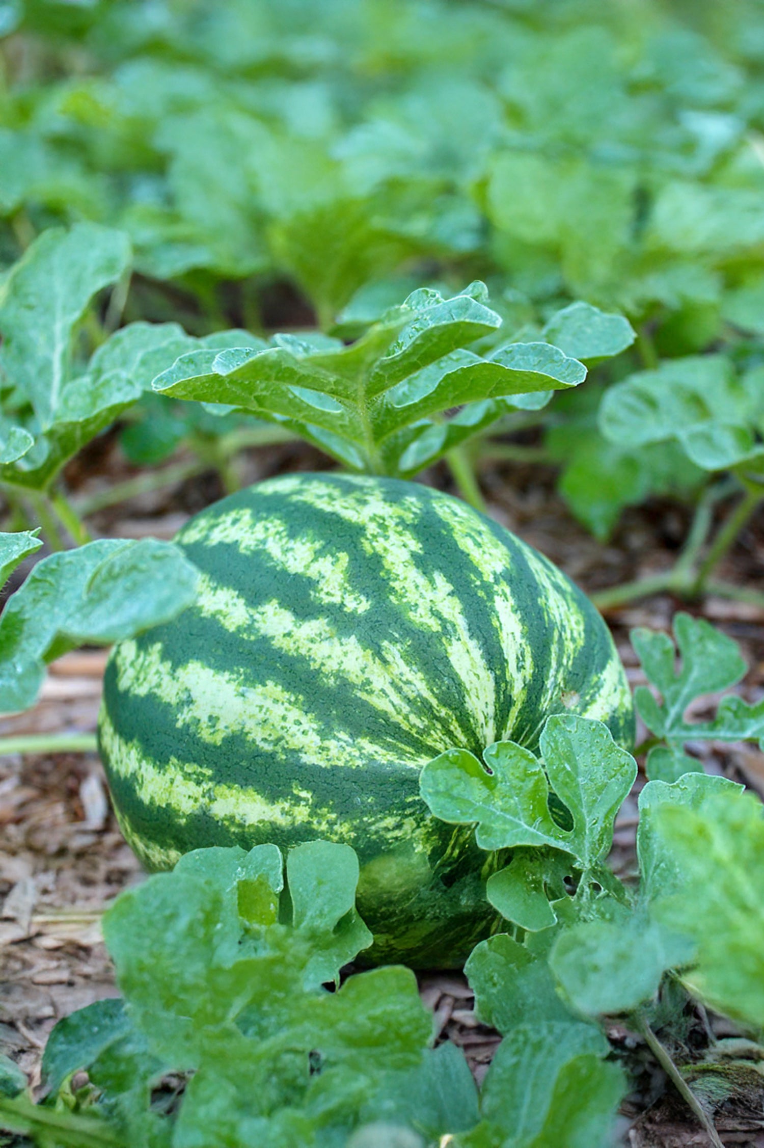 Watermelon Crimson Sweet Fruit Seeds