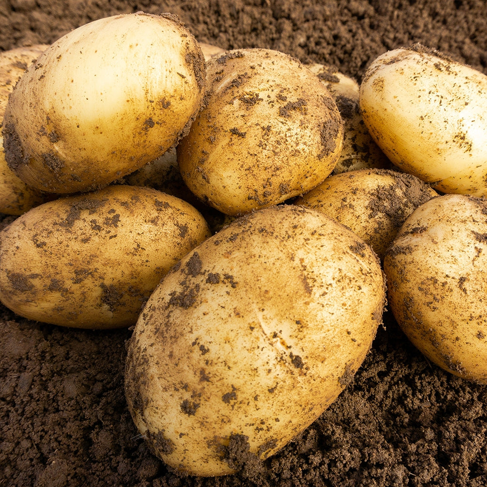 Wilja (2kg - Approx. 20-25 Tubers) Christmas Harvest Seed Potato