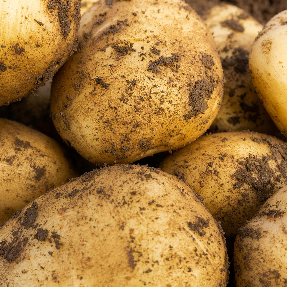 Wilja (2kg - Approx. 20-25 Tubers) Christmas Harvest Seed Potato