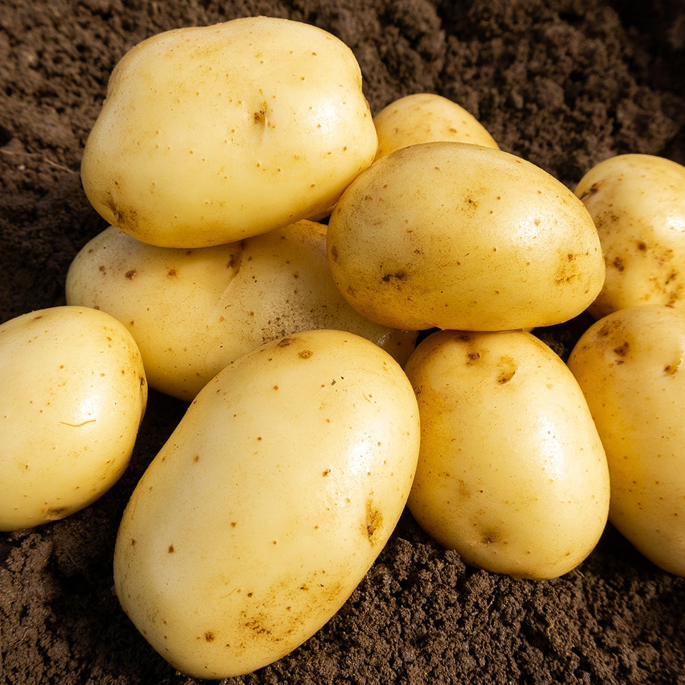 Wilja (2kg - Approx. 20-25 Tubers) Christmas Harvest Seed Potato