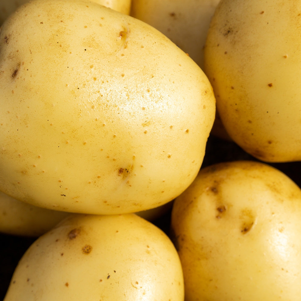 Wilja (2kg - Approx. 20-25 Tubers) Christmas Harvest Seed Potato