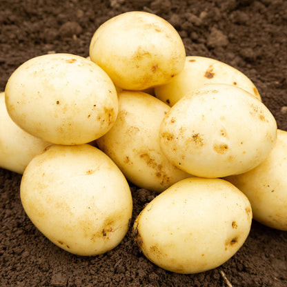 Wilja Seed Potatoes